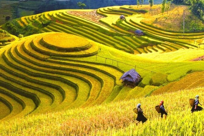 1 Day Sapa Tour Explore Y Linh Ho And Lao Chai And Ta Van Village - Y Linh Ho Stop: The Rice Terraces Ticket You Actually Use