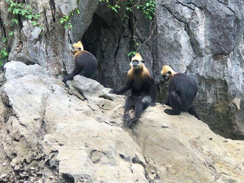 2 Days 1 Night Adventure: Cat Ba National Park, Lan Ha Bay - Who this trip suits best (and who should skip it)