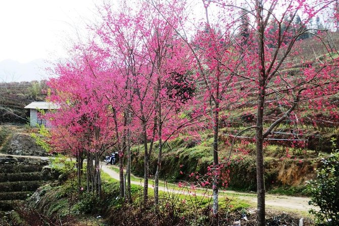 2 Days Sapa Trekking In Cat Cat And Ta Van Village From Hanoi - Ta Van Village: Dzay life, rice views, and a calmer vibe