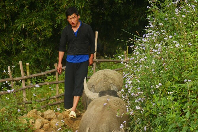 2D1N Buffalo trek by Hmong Sister House and Trekking - Price, pickup, and included meals: does it add up?