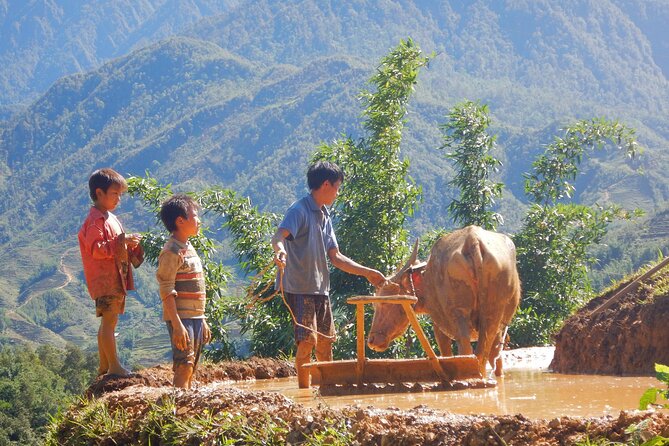 2D1N Buffalo trek by Hmong Sister House and Trekking - Day 1: Hau Thao village life, lunch on the route, and the hike up