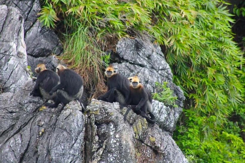 3-Day Discover the most stunning Cat Ba Island - Lan Ha Bay - Key Highlights You Should Know Before You Go