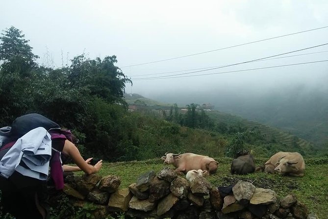 3-Day Trek in Amazing Muong Hoa Valley & ethnic Homestay - Day 3: Ban Ho sunrise, Nam Tong (Red Dzao), and lunch back in the valley