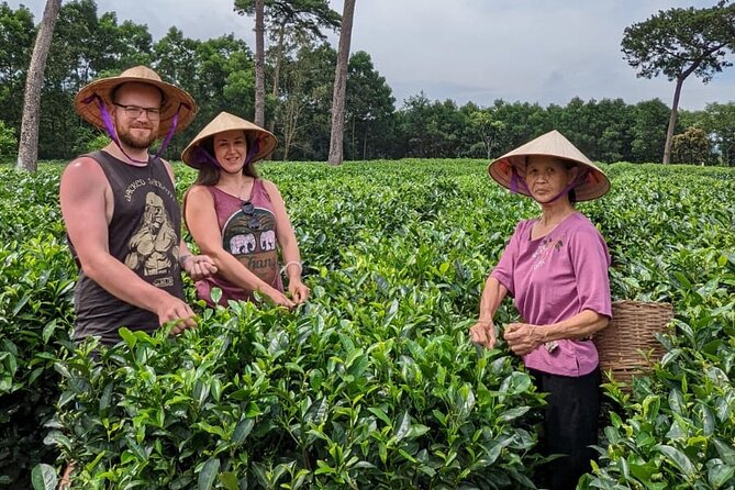Bavi Eco Tour: Immerse in Authentic Village Life Outside Hanoi - Xóm Đá Chông to Ri village: tea harvesting with Duoc’s lived stories
