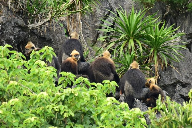 BEST UNIQUE 3-Day Halong Bay Cruise, Lan Ha & Cat Ba Island - Guide Quality and Communication: Where This Tour Commonly Wins