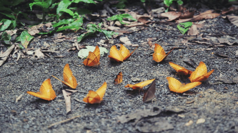 Cuc Phuong National Park Hiking Tour - Mac Lakeside Bungalow Walk: Ending the Day Easy