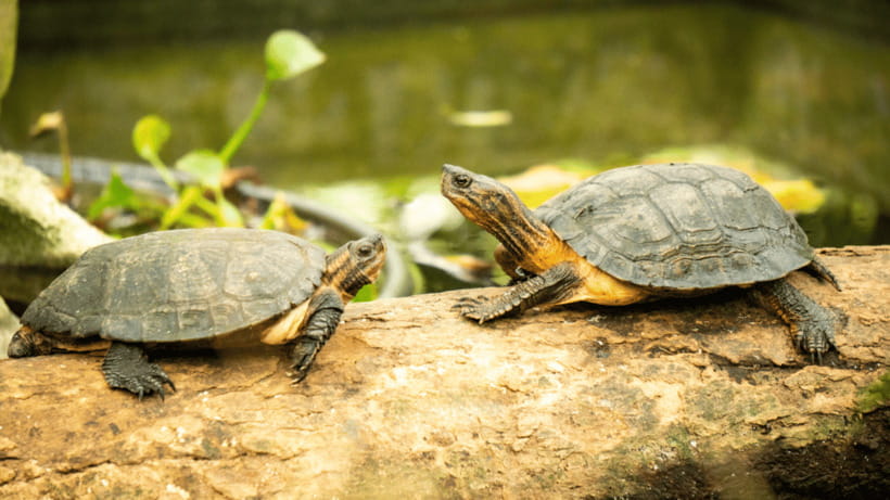 Cuc Phuong National Park Hiking Tour - Price and Value: Is $48 Fair for This Day?