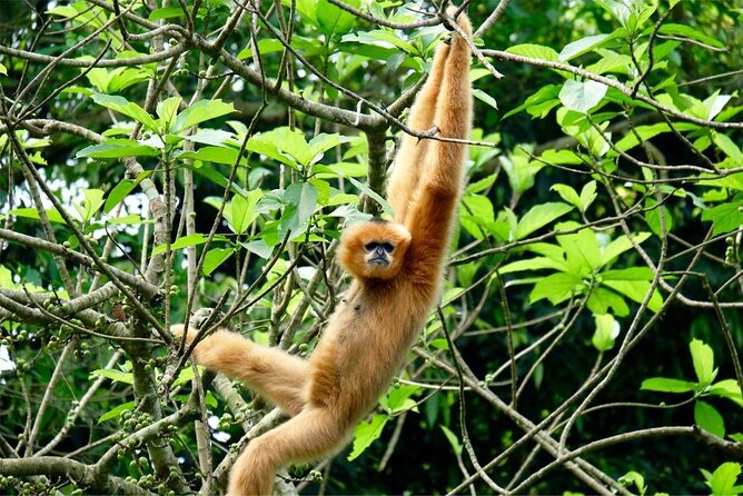 Cuc Phuong National Park Private Day Tour: Trekking & Primates - Thousand-year-old tree time plus a stilt-house lunch reset
