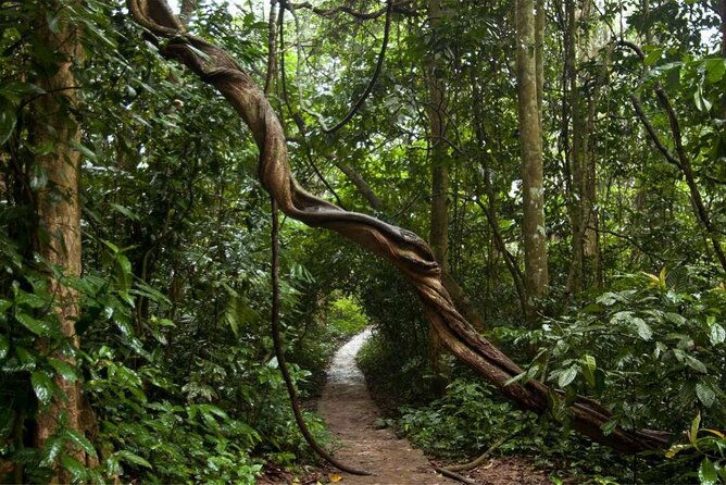 Cuc Phuong National Park Private Day Tour: Trekking & Primates - Động Người Xưa: a limestone cave stop that changes the mood