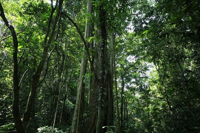 Cuc Phuong National Park Private Day Tour: Trekking & Primates - Endangered Primate Rescue Centre: conservation you can see clearly