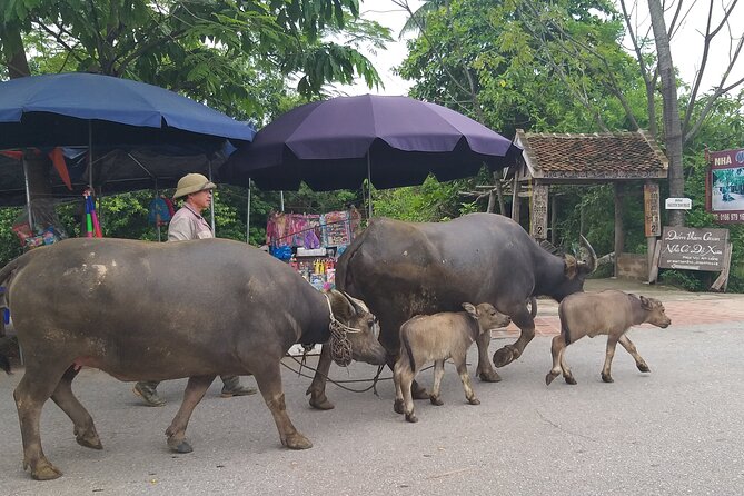 Duong Lam ancient village - Thay Pagoda - Van Phúc silk - Ngo Quyen Mausoleum and the Meaning Behind the Stop
