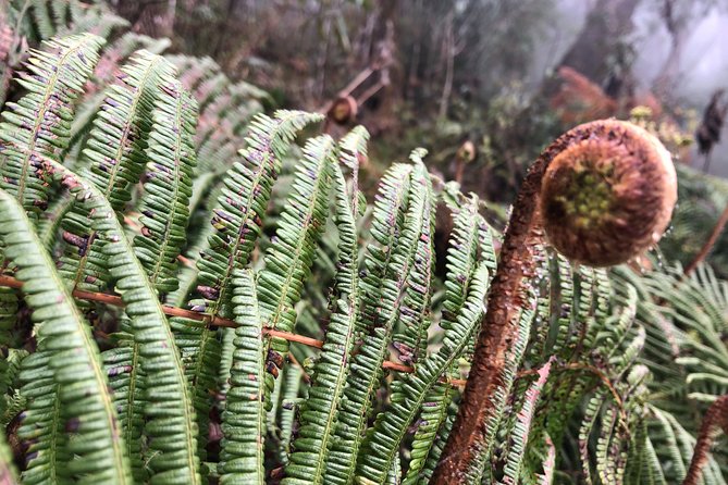 Exploring Fansipan: A 2-Day, 1-Night Trekking Adventure - Day 2 summit push: early wake-up and the sunrise payoff