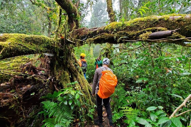 Fansipan Trek One Day Tour – Roof of Indochina - From Sapa Church to Tram Ton Pass: Start Early, Then Settle In