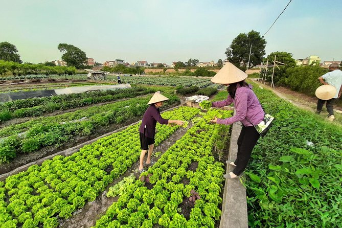 Farm tour & Home cooking class with local family in Hanoi - What You’ll Eat: Lunch, Dinner, and Coffee/Tea Included