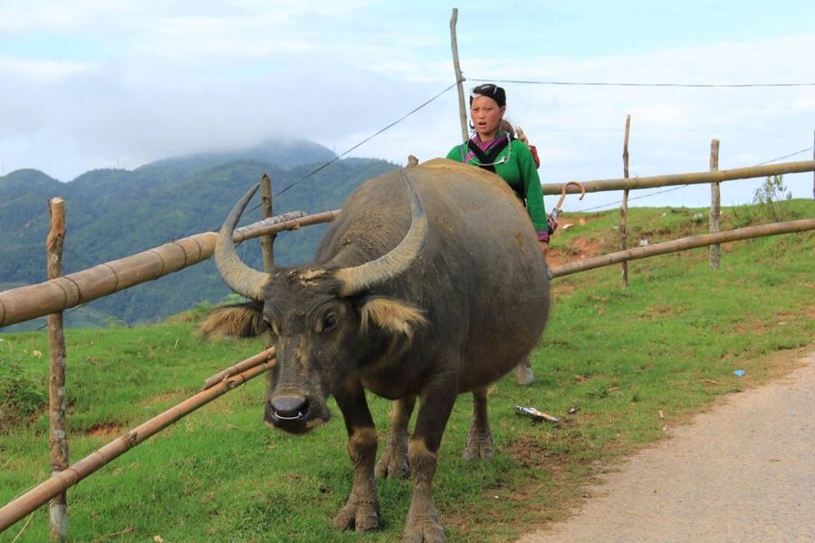 From Hanoi: 2-Day Sapa Cultural Exchange Tour with Homestay - Day 2: the 4 km trek, bamboo forest, and Giang Ta Chai viewpoint for red Dzao heritage