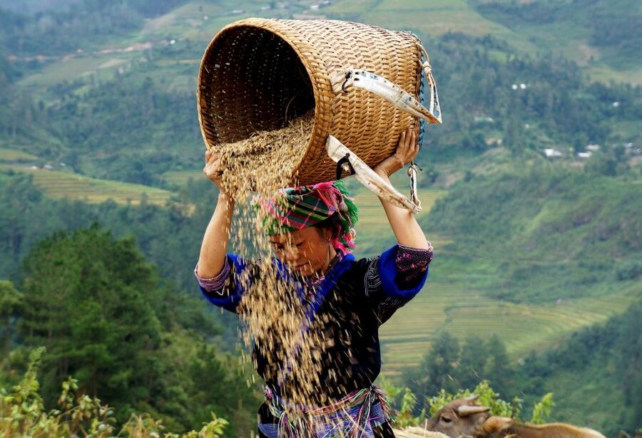 From Hanoi: 2-Day Sapa Cultural Exchange Tour with Homestay - Who should book this Hanoi to Sapa trek (and who should skip it)