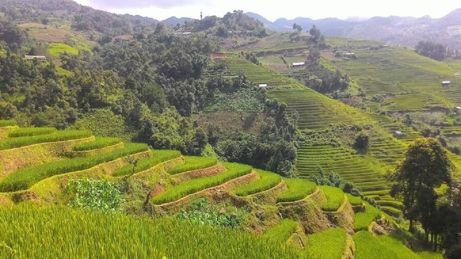 From Hanoi: 2 Day Sapa Trekking To Village & Bungalow, Meals - Day 2: Ta Van → Giang Ta Chai Village (Red Dzao) + Bamboo Forest Views