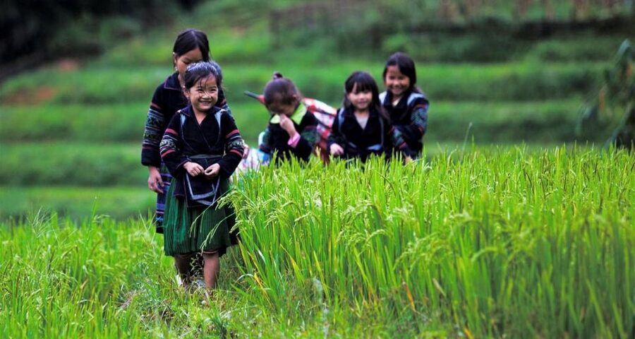 From Hanoi: 3-Day Sapa Trek with Guide, Homestay and Meals - Day 2: Muong Hoa Stream rice terraces to Lao Chai and Ta Van homestay