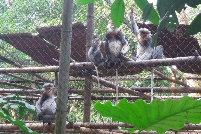 From Hanoi: Cuc Phuong National Park Day Trip by Private Car - The Endangered Primate Rescue Centre: conservation you can see in action