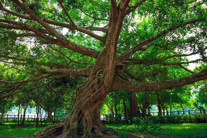 From Hanoi: Cuc Phuong National Park Day Trip by Private Car - Cuc Phuong National Park: largest, oldest, and best with a guide