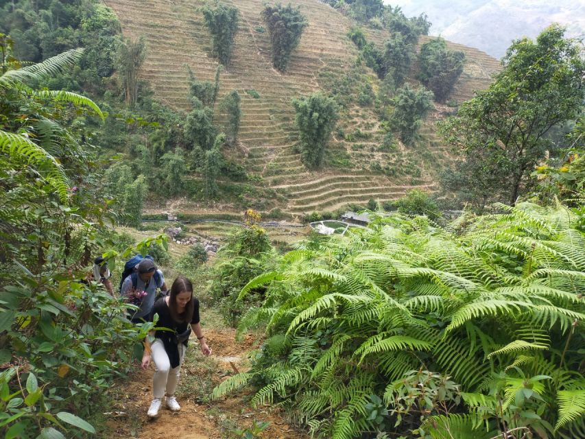 From Hanoi: Guided 2-Day Tour of Sa Pa with Lunch & Dinner - Day 2: bamboo forest trekking, Giang Ta Chai panoramas, and a suspension bridge