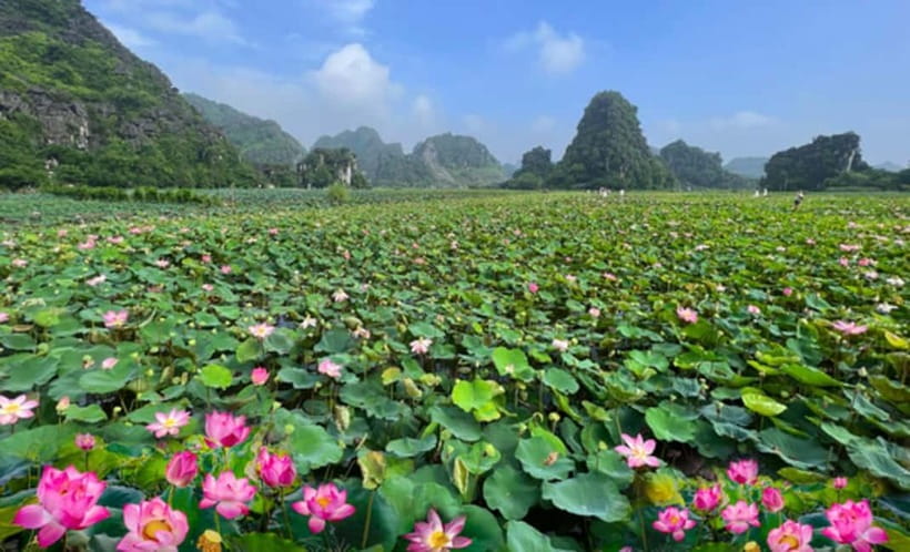 From Hanoi: Private Ninh Binh -Bai Dinh, Trang An & Mua Cave - Small Breaks and Lotus Paddies Before the Return to Hanoi