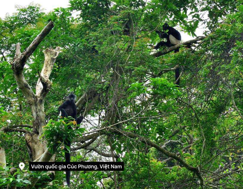 From Ninh Binh Small Group Discover Cuc Phuong National Park - 10:00 to Midday: Primate Rescue Center and Botanical Garden