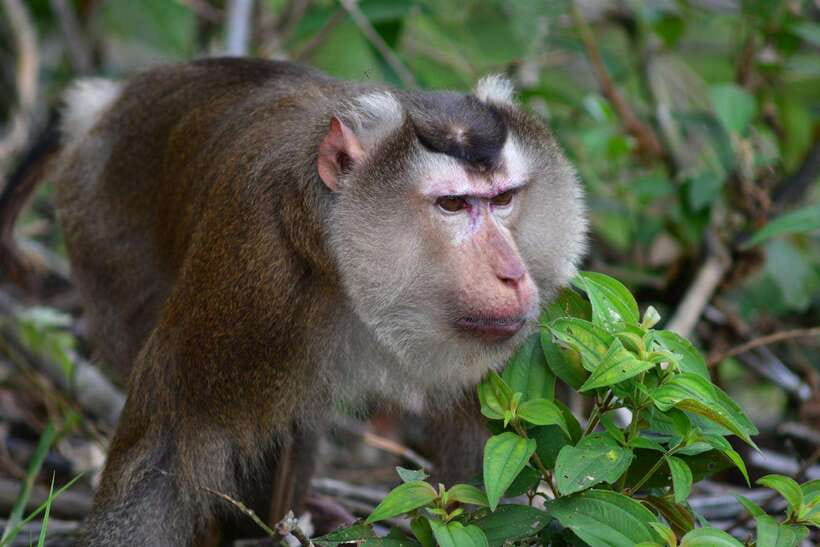 From Ninh Binh Small Group Discover Cuc Phuong National Park - 12:30 Lunch at the Park Entrance or Center