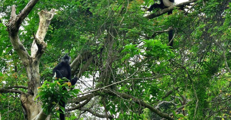 From Ninh Binh Small Group Discover Cuc Phuong National Park - 13:00 Primary Forest Transfer by Car: The Park Starts While You Ride