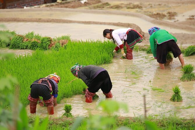 Full Day Cultural Tour in Sapa Terraces - Stop 1: Ta Van Village (about 1 hour)