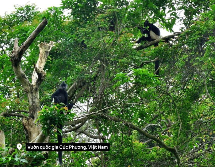Hanoi: 2-Day Ninh Binh Excursion & Cuc Phuong Park Wildlife - Trang An boat ride through caves: why the timing feels like the main event