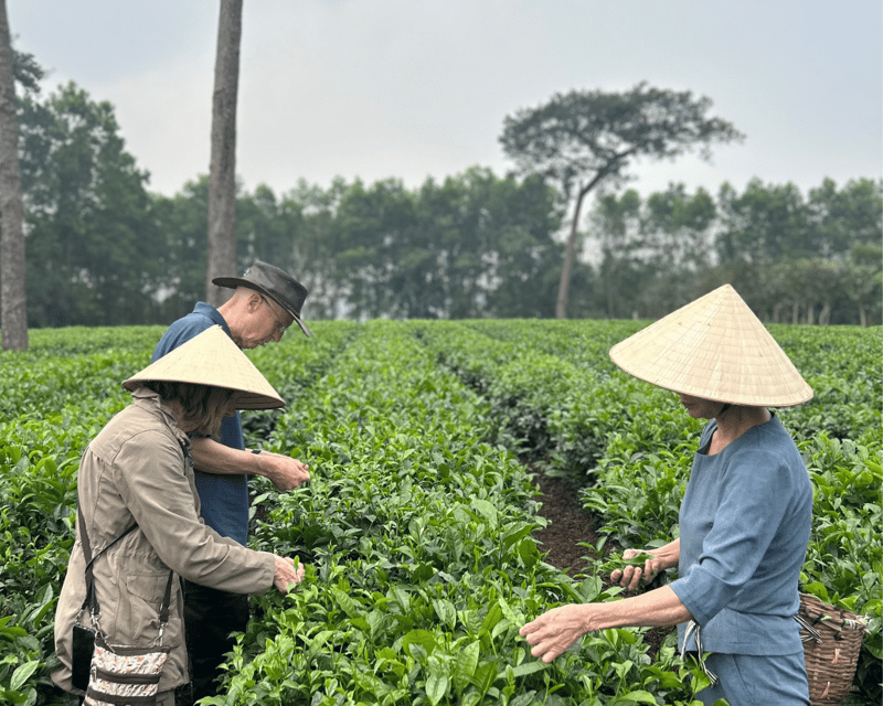 Hanoi Eco Tour: Ba Vi National Park Wonders & Tea Plantation - Quick hits you’ll actually care about
