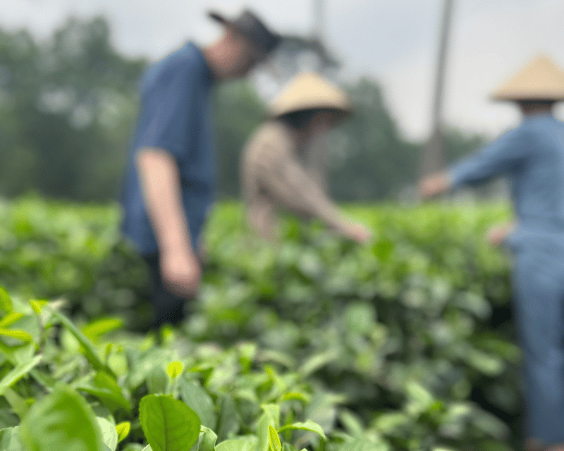 Hanoi Eco Tour: Ba Vi National Park Wonders & Tea Plantation - Ba Vi from Hanoi: why this day feels worth the drive