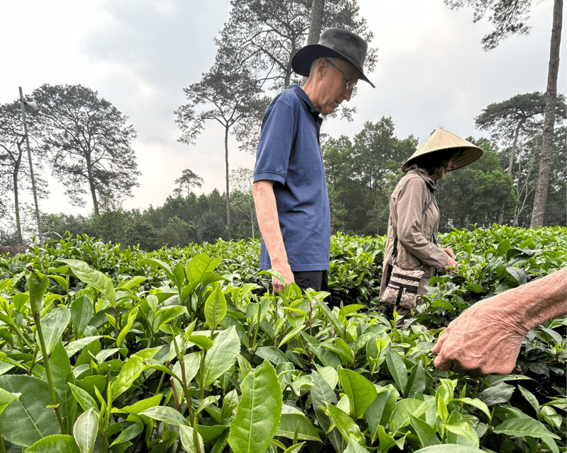 Hanoi Eco Tour: Ba Vi National Park Wonders & Tea Plantation - Tea plantation visit with Mr. Duoc: stories + picking + production