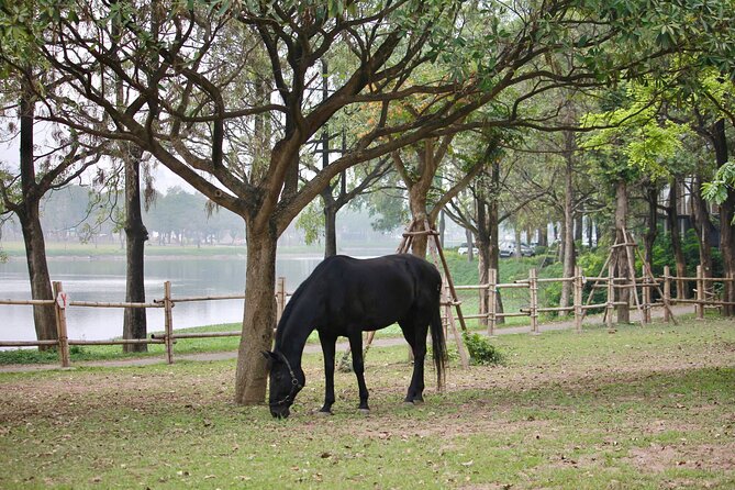 Hanoi Horseback Riding Club & Tours - Exclusive Experience - Getting There and What “Small Group” Really Means