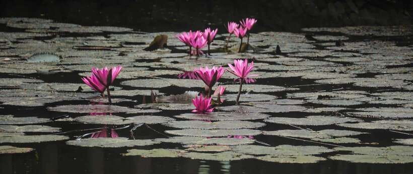 Hanoi: Ninh Binh, Tam Coc, Mua Cave & Hoa Lu with cycling - FAQ
