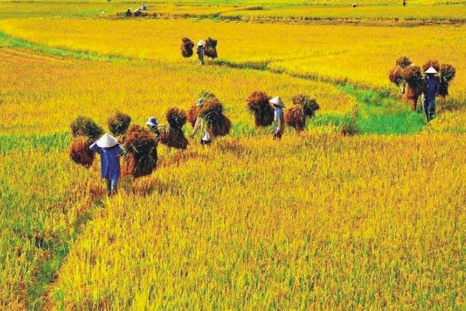 Hanoi Vespa Countryside Tour With Female Ao Dai Riders Half Day - Group Size, Pickup, and the Guide Experience That Matters