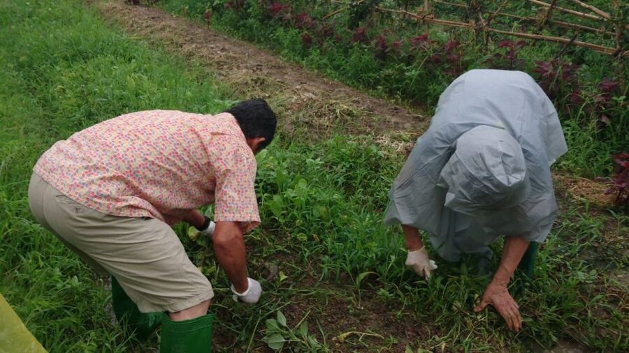 Hanoi: Village Farm Tour and Cooking Class with Lunch - Getting hands dirty: vegetable field activities that actually teach
