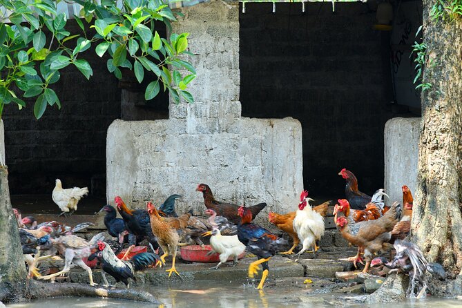 Ninh Binh 2 days 1 night Tour from Hanoi (Small Group of 9) - Price and value: why $215 can make sense for this itinerary