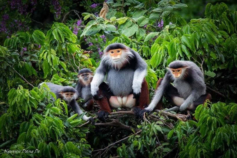 Ninh Binh: Cuc Phuong Jungle Hike & Wildlife Day Trip - The Endangered Primate Rescue Center: conservation that feels practical