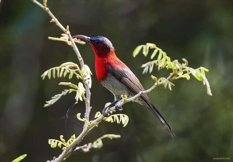 Ninh Binh: Cuc Phuong National Park 1 Day Small Group - A 1-day taste of Cuc Phuong’s oldest jungle
