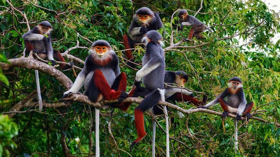 Ninh Binh: Cuc Phuong National Park 1 Day Small Group - Endangered Primate Rescue Center: wildlife you can actually understand