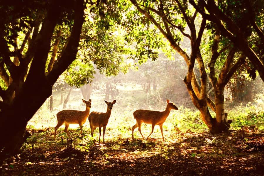 Ninh Binh: Cuc Phuong National Park 1 Day Small Group - Pickup from Ninh Binh: the countryside ride sets the tone