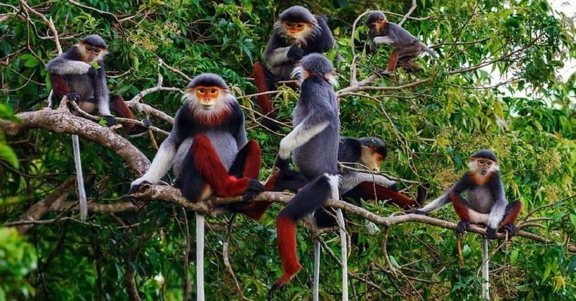 Ninh Binh : Cuc Phuong National Park One Day Group Tour - Key Highlights Worth Planning For