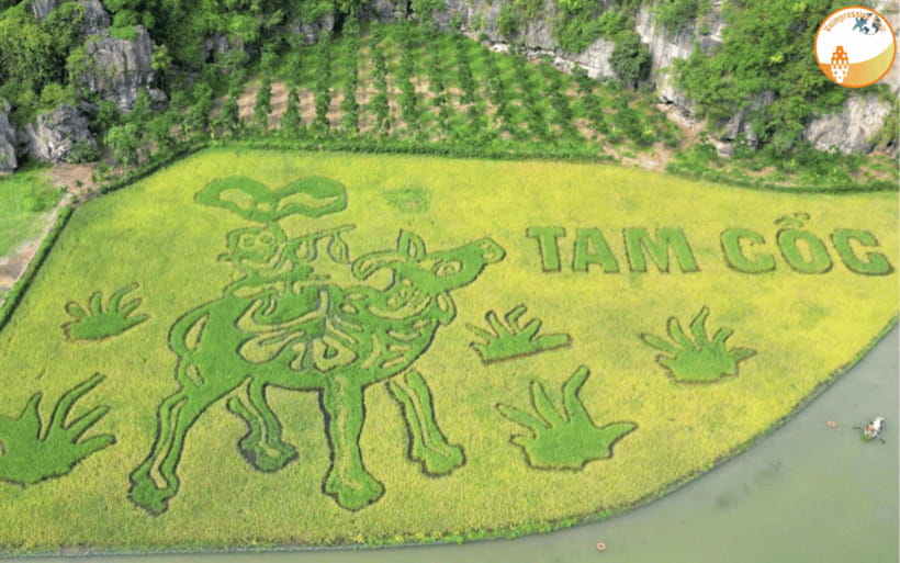 NINH BINH DAY TRIP: HOA LU,MUA CAVES &THUNG NHAM BIRD VALLEY - Getting From Hanoi to Ninh Binh: Timing, Transport, and the Little Things