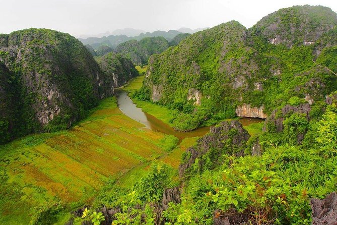 Ninh Binh - Hoa Lu - Mua Cave - Tam Coc 1 Day Tour - Biking through rice fields: how rice gets cared for
