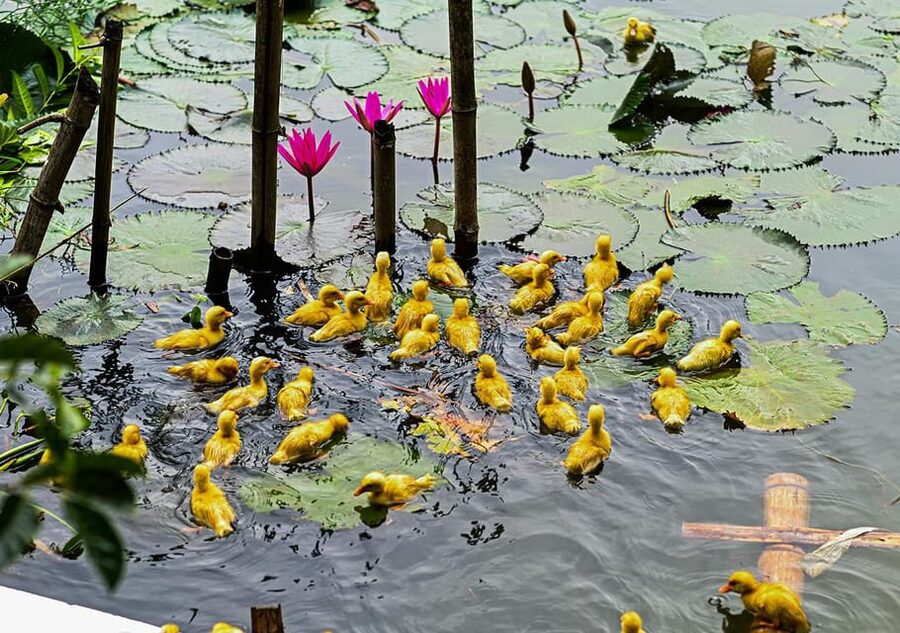 Ninh Binh: Rice planting and fishing by basket tour - What to Bring (So You Actually Enjoy the Wet Parts)