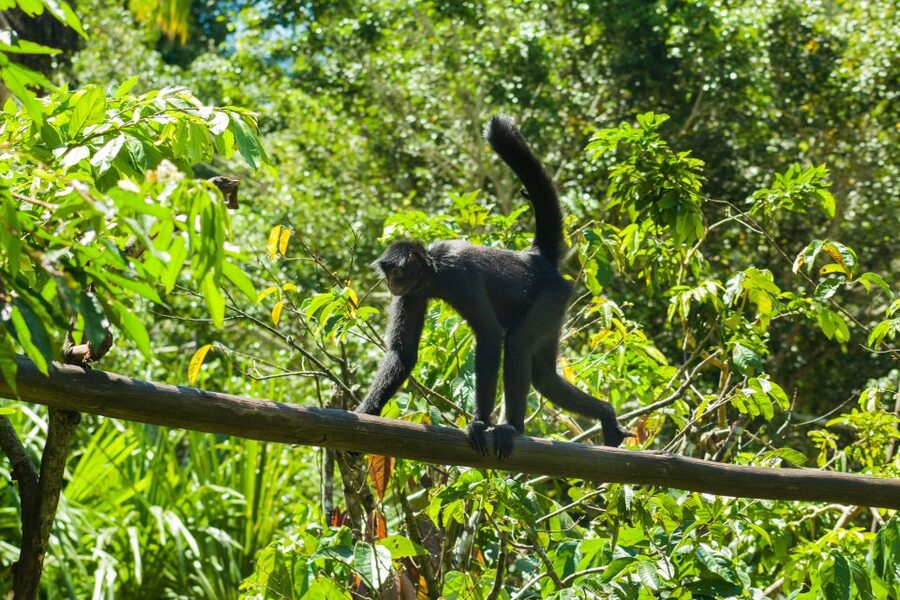 Private Day Tour: Cuc Phuong National Park from Hanoi - Key highlights to look forward to