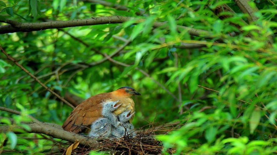 Private Day Tour: Cuc Phuong National Park from Hanoi - Is a private guide worth it here?