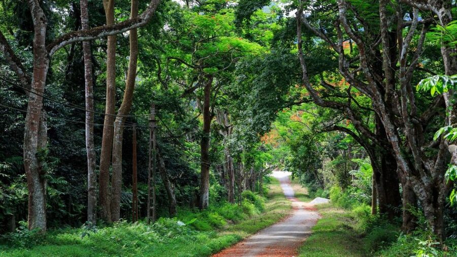 Private Day Tour: Cuc Phuong National Park from Hanoi - Hotel pickup to the jungle: the drive time that sets expectations